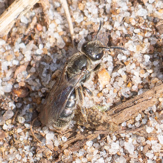 Halictus tumulorum (Bronze Furrow Bee).jpg